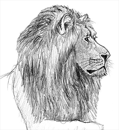 drawing a lion with pencil